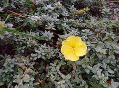 Oenothera drummondii