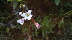 Epidendrum