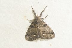 Orgyia leucostigma