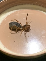 Ammotrechidae