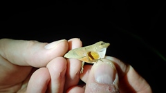 Anolis cupreus