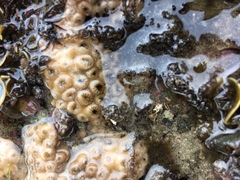Palythoa