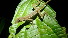 Anolis polylepis
