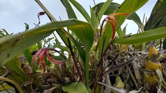 Maxillaria colorata