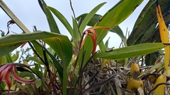 Maxillaria colorata