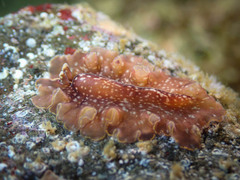 Polycladida