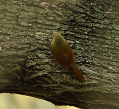 Sittasomus griseicapillus