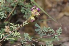 Dalea frutescens