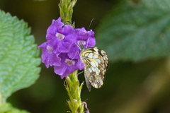 Dismorphia lewyi