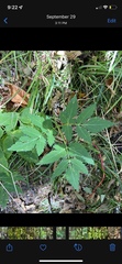 Angelica triquinata
