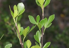 Fraxinus greggii