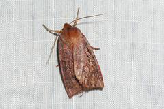 Epiglaea apiata