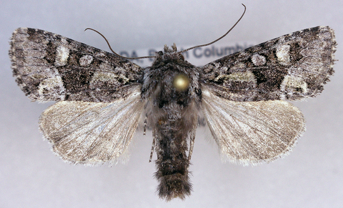 Lacinipolia comis