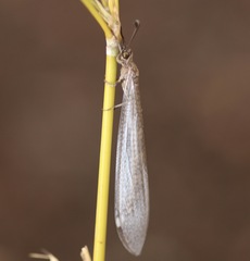 Macronemurus