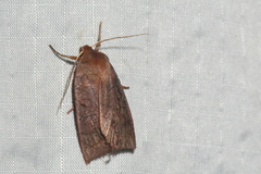 Epiglaea apiata