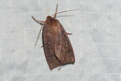 Epiglaea apiata