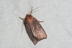 Epiglaea apiata