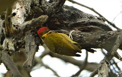 Piculus chrysochloros