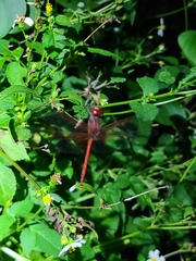 Dythemis rufinervis