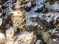 Palythoa