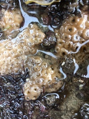 Palythoa
