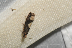 Epinotia trigonella