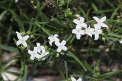 Stenaria nigricans