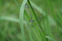 Lestes apollinaris
