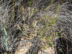 Agathosma stipitata
