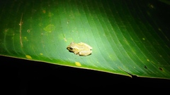 Pristimantis cruentus