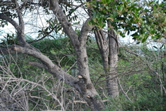 Capparis odoratissima