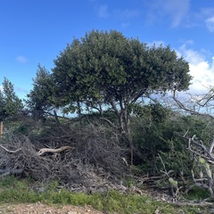 Capparis odoratissima