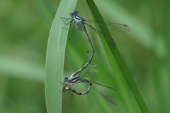 Lestes apollinaris