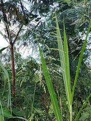 Leucaena