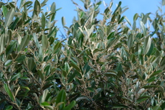 Capparis odoratissima