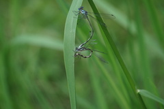 Lestes apollinaris