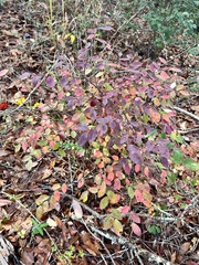 Vaccinium elliottii