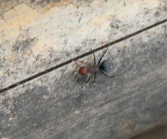 Camponotus rectangularis