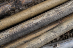 Camponotus rectangularis