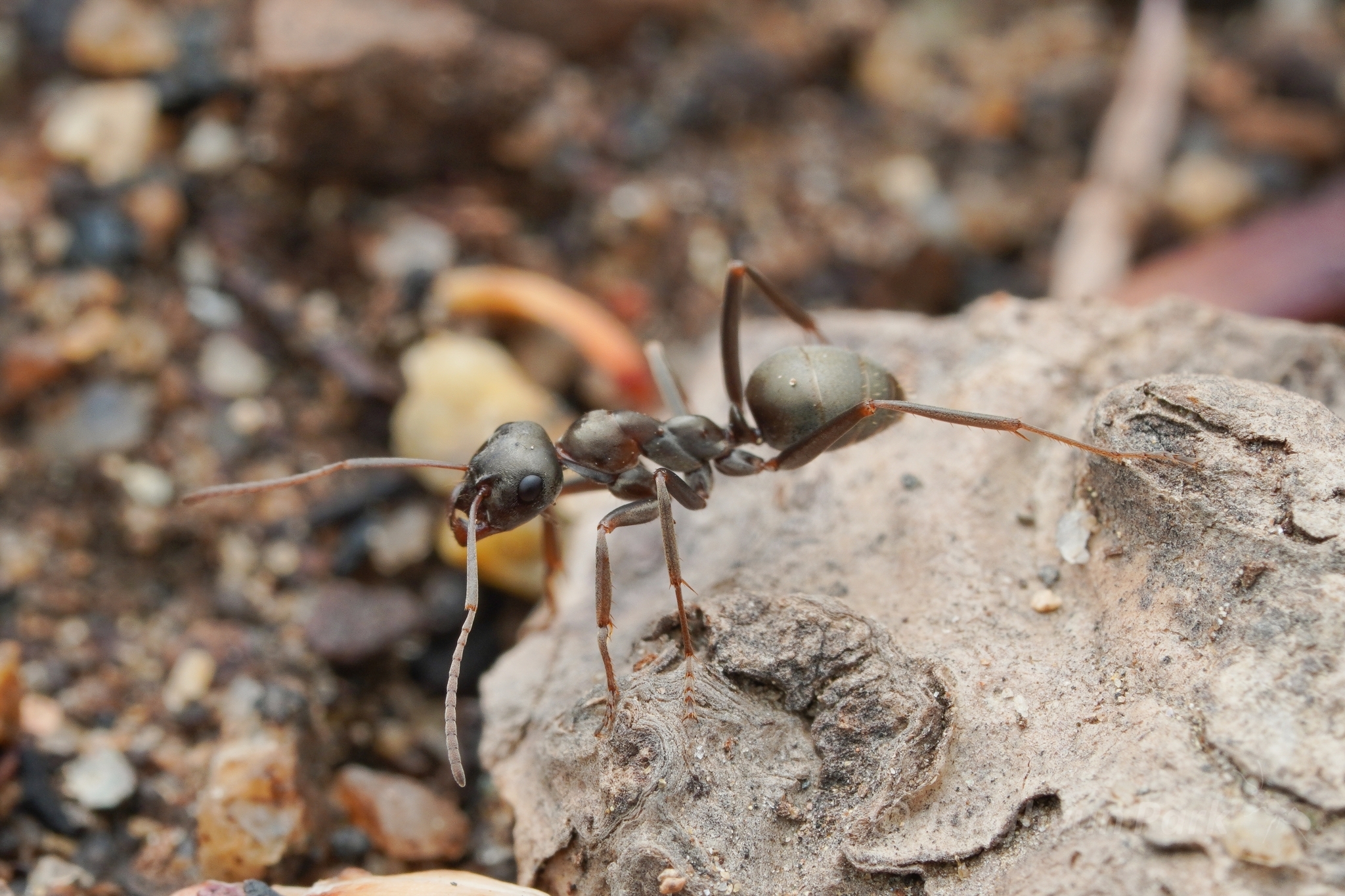 Formica sibylla