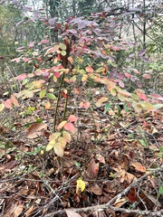 Vaccinium elliottii