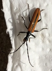 Stenoderus suturalis
