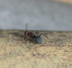 Camponotus rectangularis