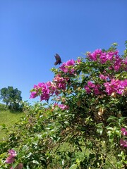 Papilio memnon heronus