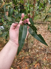 Corymbia intermedia