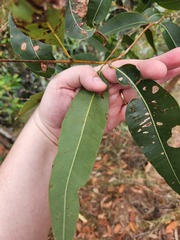 Corymbia intermedia