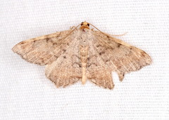 Macaria minorata