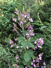 Campylotropis macrocarpa