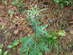 Erechtites valerianifolius