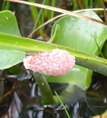 Pomacea maculata